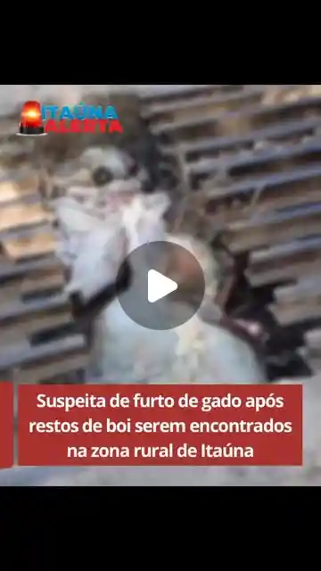 Restos de boi encontrados na zona rural de Itaúna