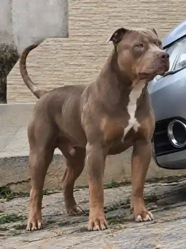 Pit Monster / filhote macho