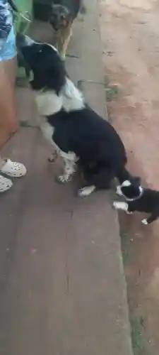 border collie