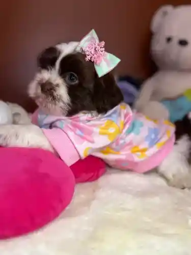 Filhotes shihtzu