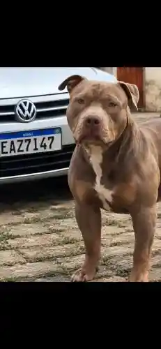 Pitmonster / Brazilian Bull / Bully XL
