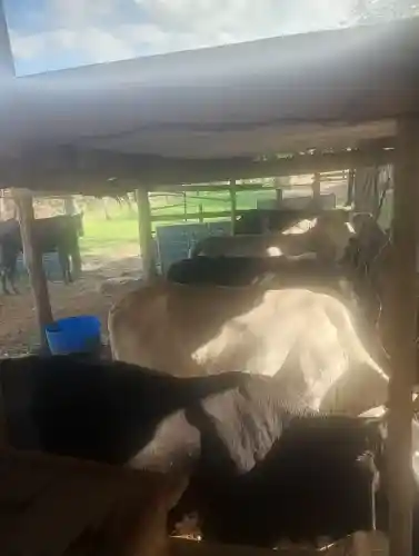 Animais para agropecuária