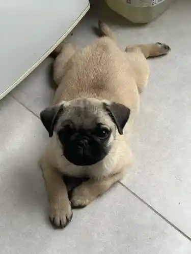 Pug fêmea 4 meses