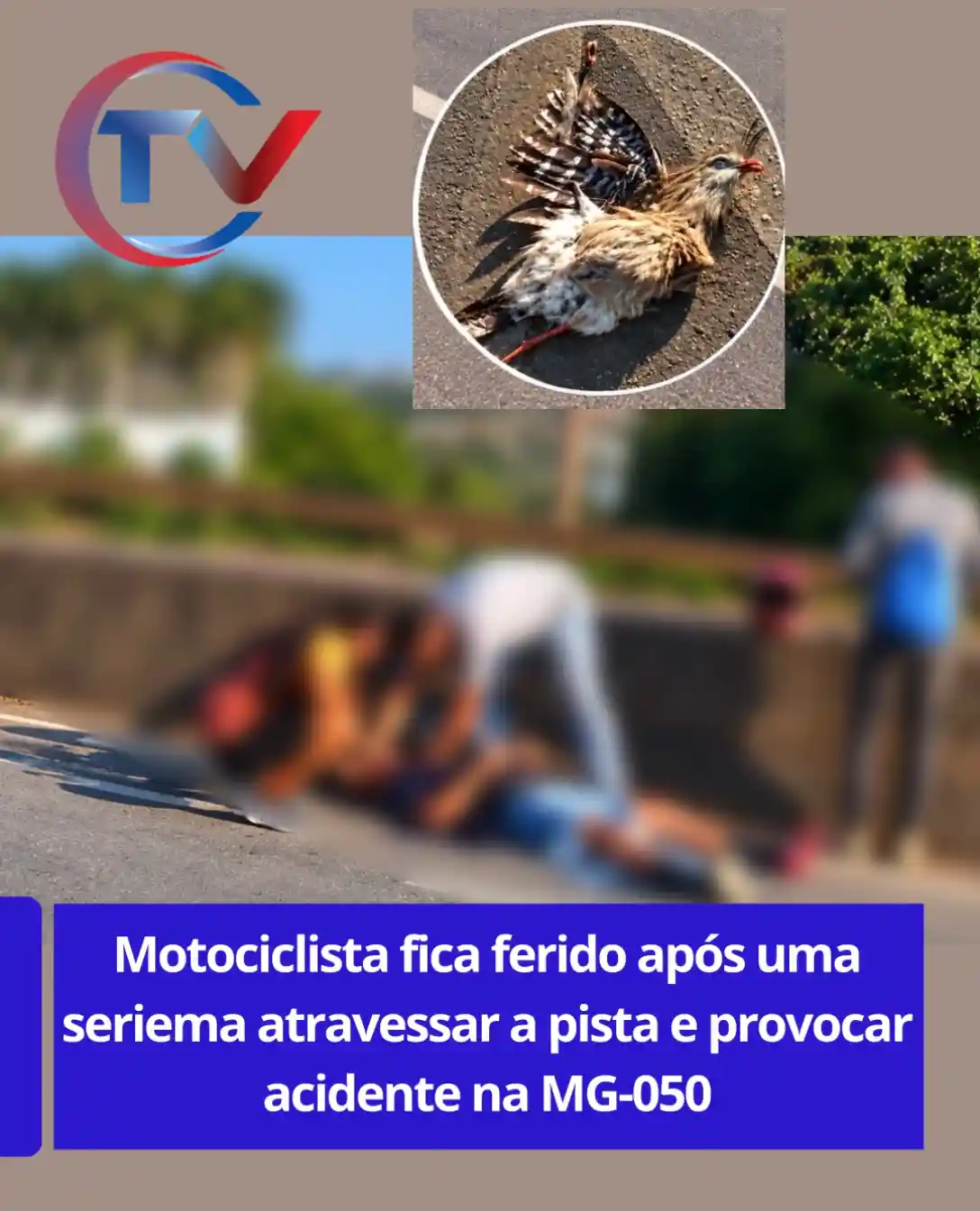 Seriema causa acidente de moto na MG-050 em Divinópolis