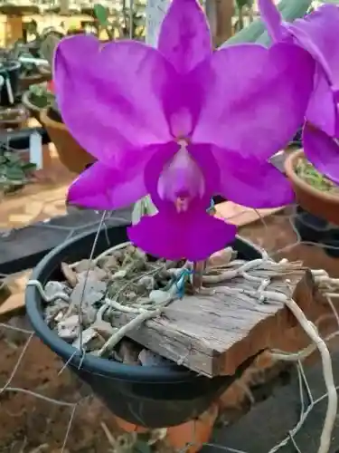 C walkiriana feiticeira original