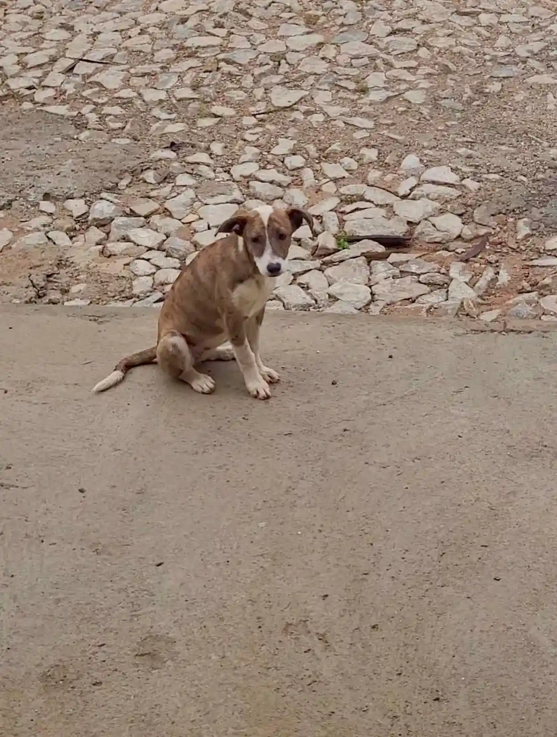 Cadela filhote para adoção, porte grande