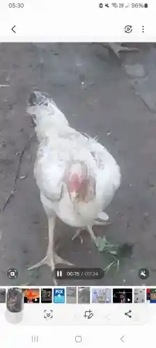 Vendo 4 galinhas Índia de procedência