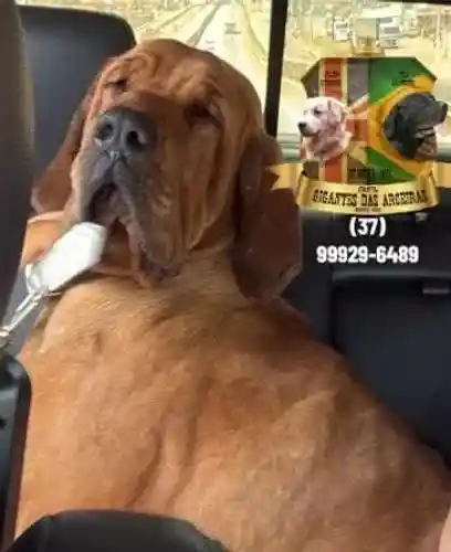 Fila Brasileiro com pedigree CBKC