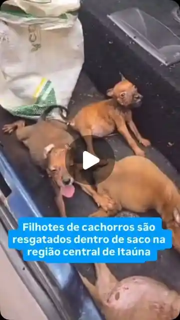 Seis filhotes de cachorro são resgatados em Itaúna
