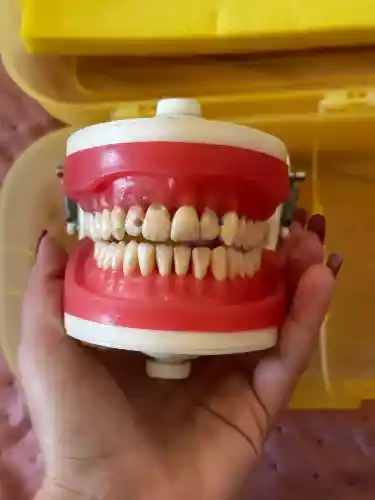 Manequim Top Dentística Pd100