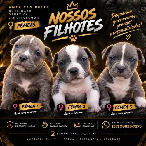 Filhotes fêmea de American Bully