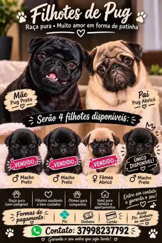 Filhote de Pug