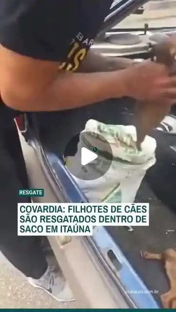Seis filhotes de cachorro precisam de adoção