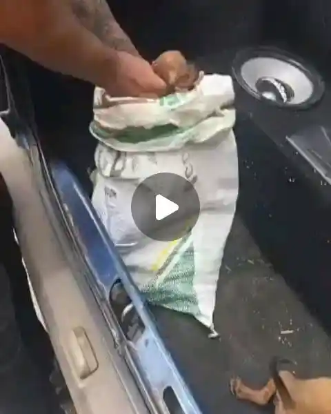 Inquérito apura maus-tratos a filhotes de cães
