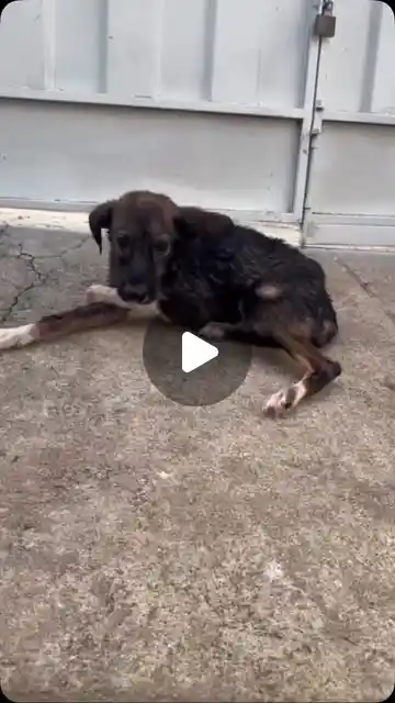Didi, cão guerreiro, procura família para adoção