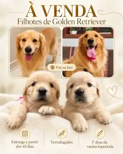 Vende -se filhotes Golden Retriver