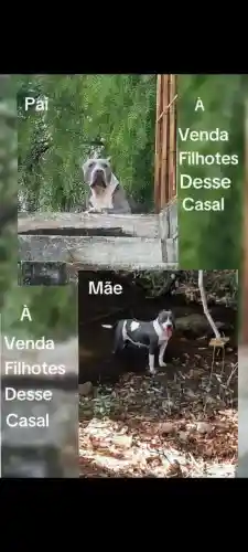 Pitmonster / Pitbull / Staffordshire / Bully XL