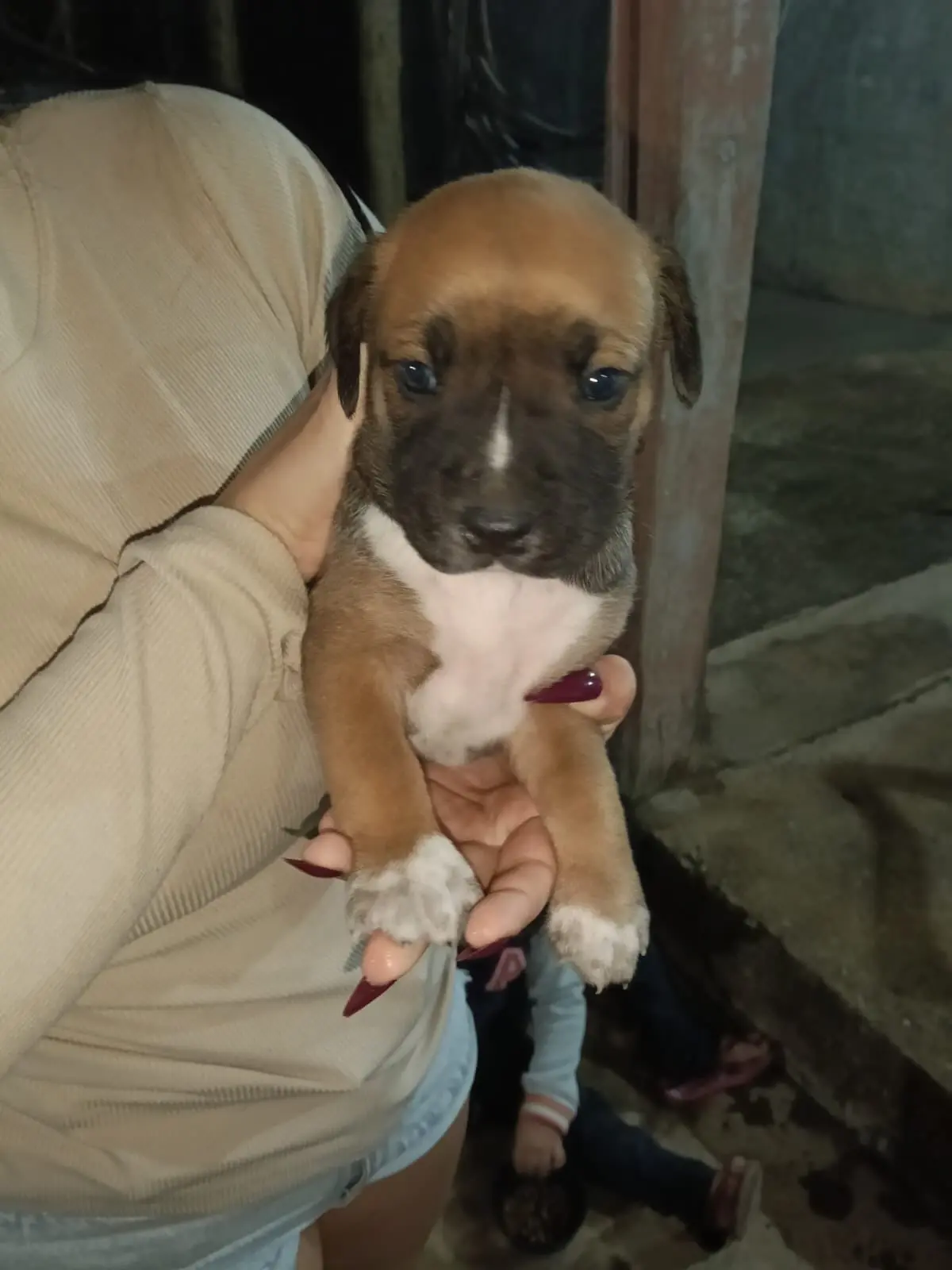 Cachorrinha Jully de 9 meses à adoção em Itaúna