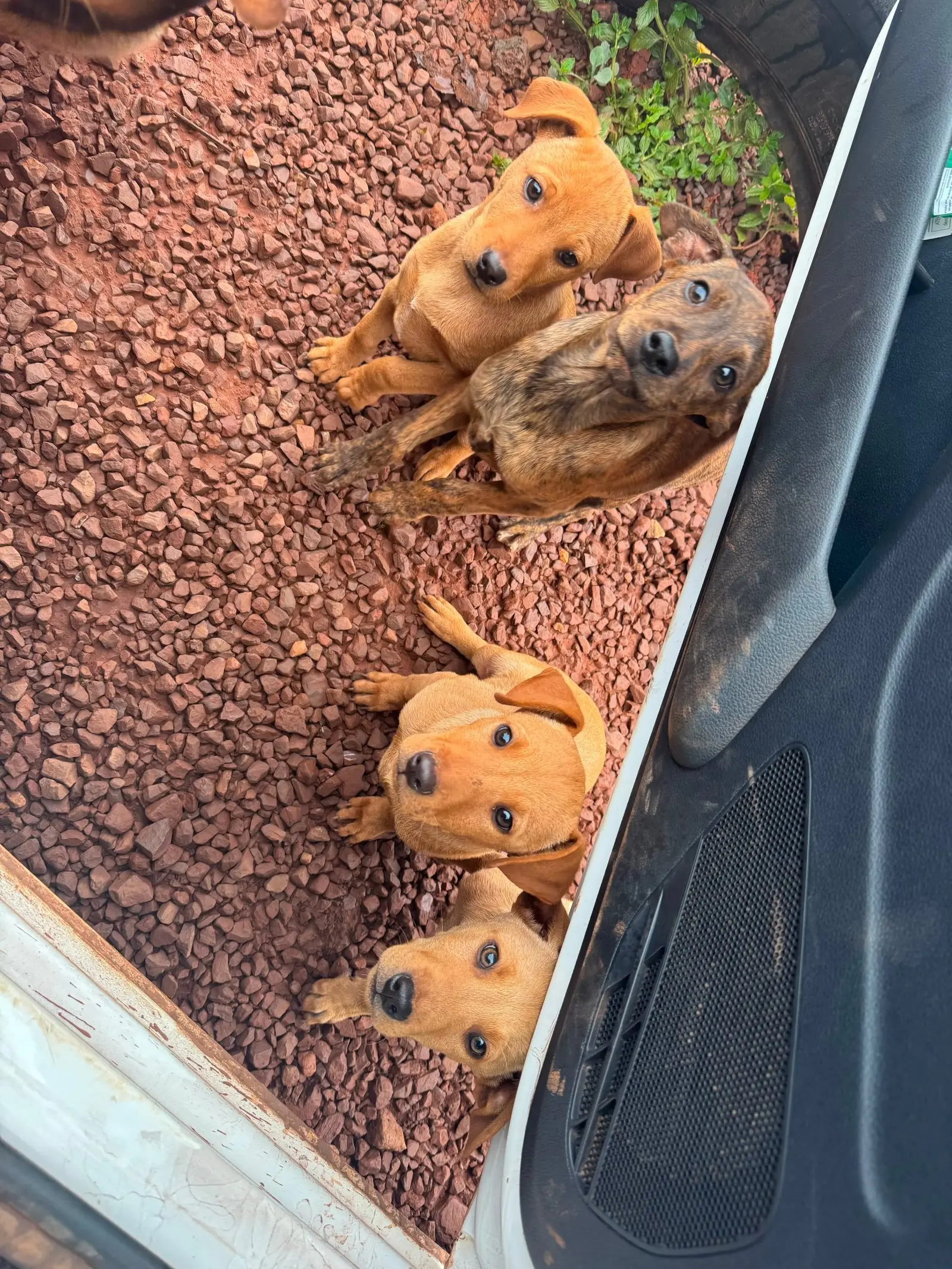 Cachorrinha Jully de 9 meses à adoção em Itaúna