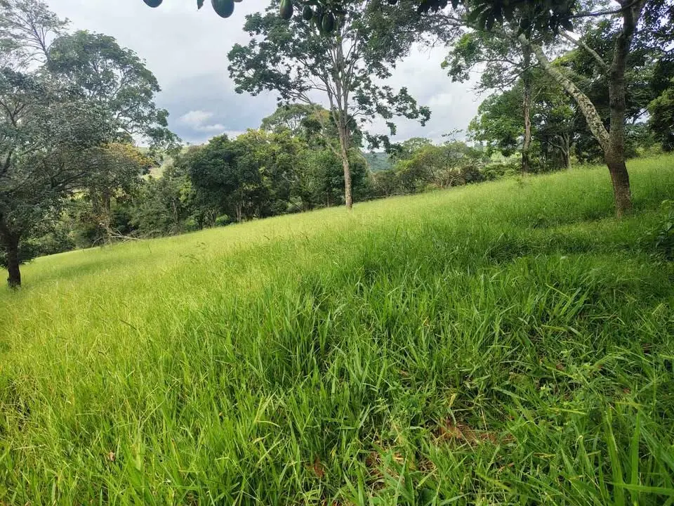 Fazenda 78 hectares à venda
