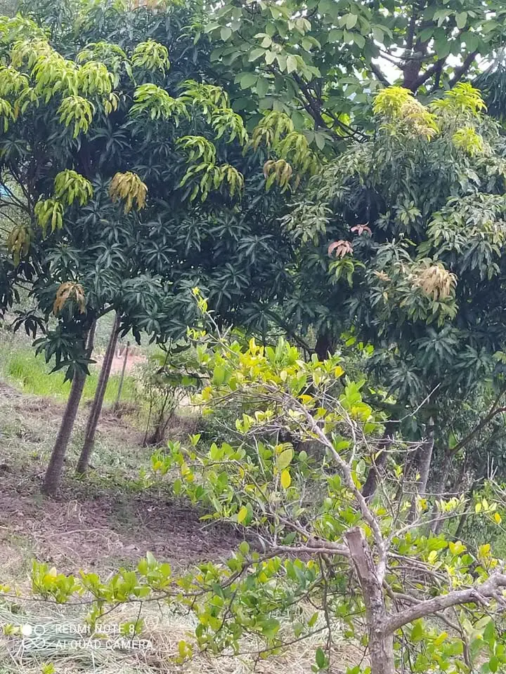 Terreno de 1.000 m² à venda na Cachoeirinha