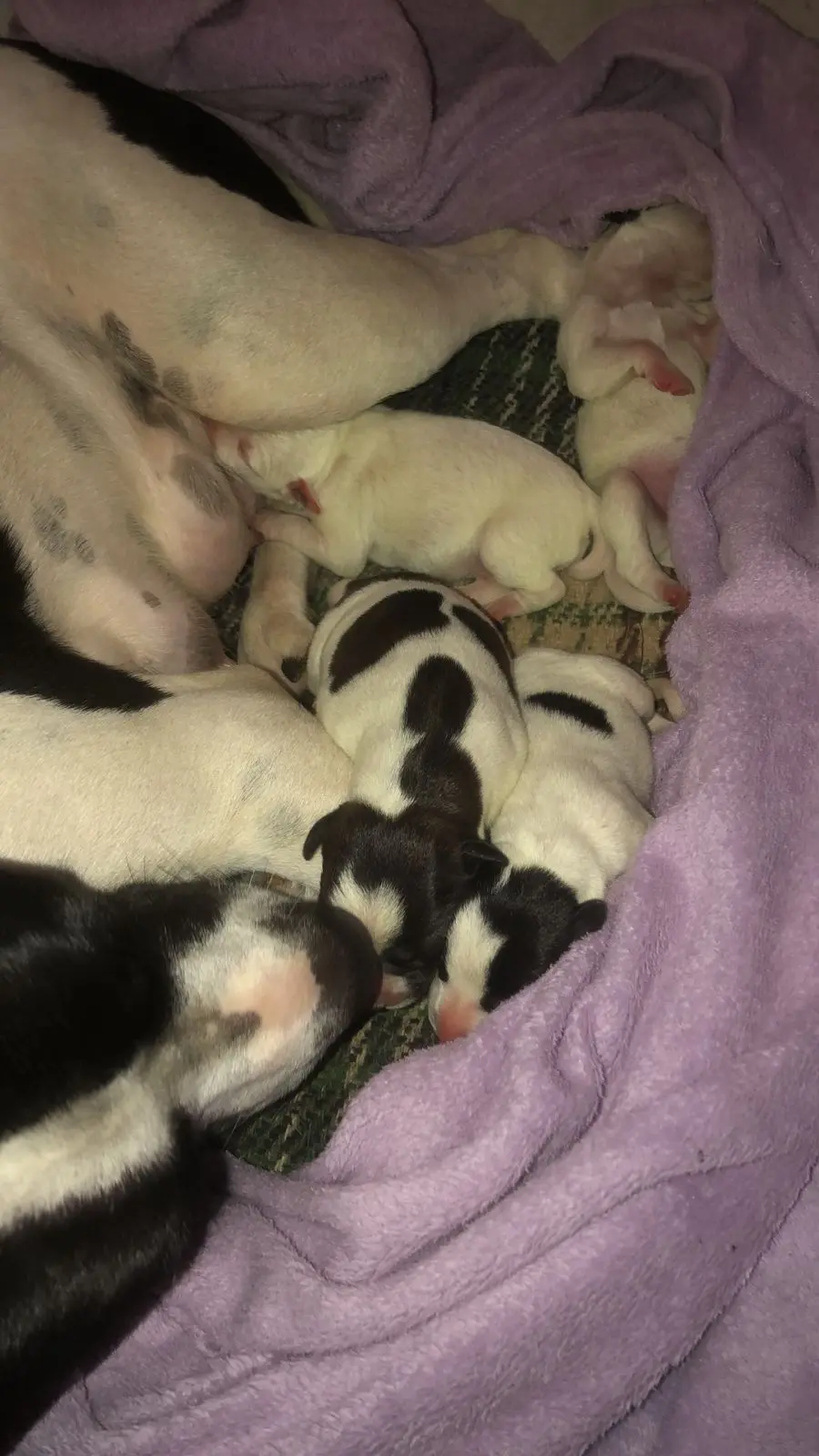 Vet Popular Itaúna Clínica Veterinária