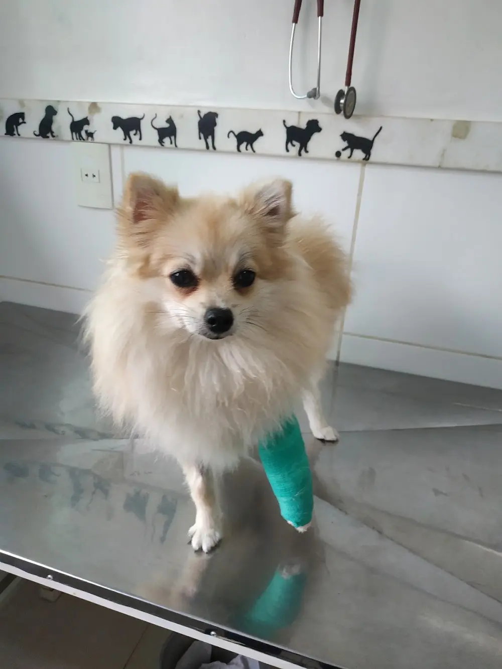 Clínica Veterinária Pronto Vet - 24 horas sob agendamento