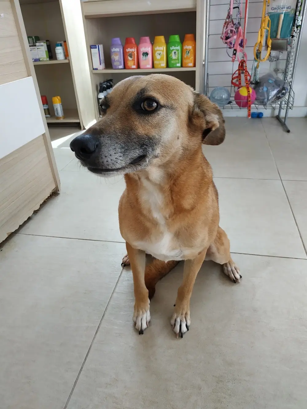Clínica Veterinária Pronto Vet - 24 horas sob agendamento