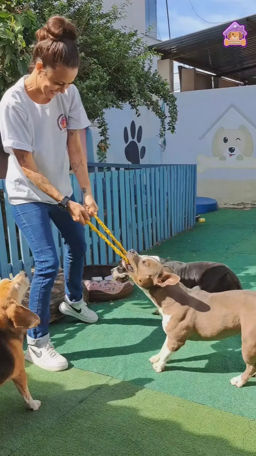 CÃOtinho Jenny Pet