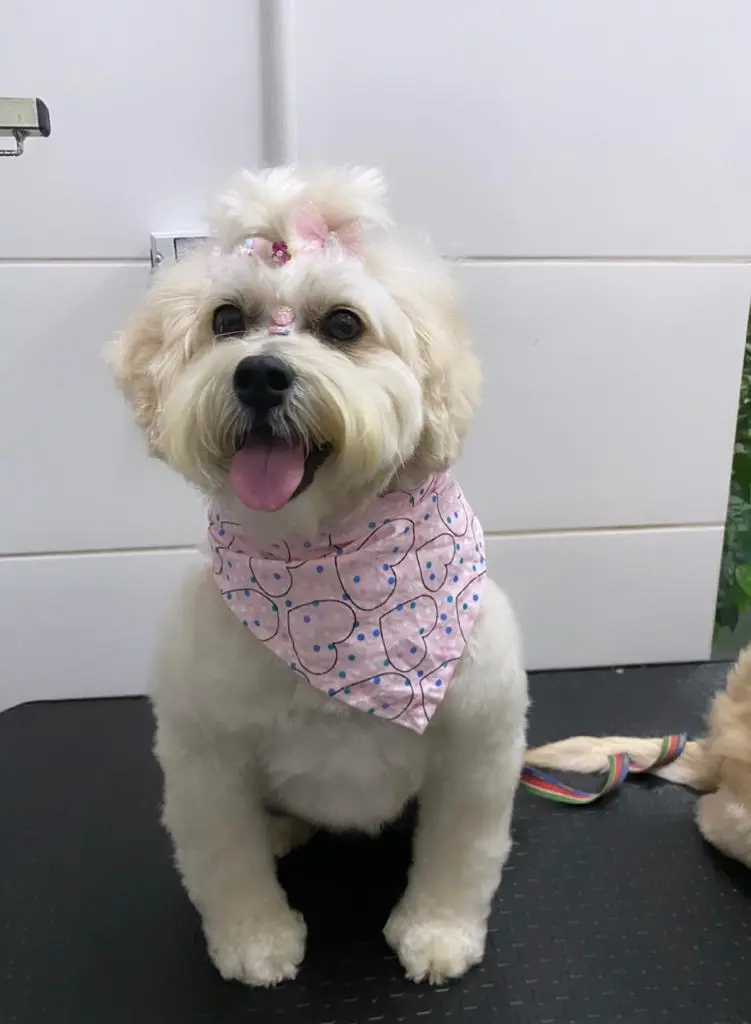 Clínica Veterinária Pet & Agro Itaúna