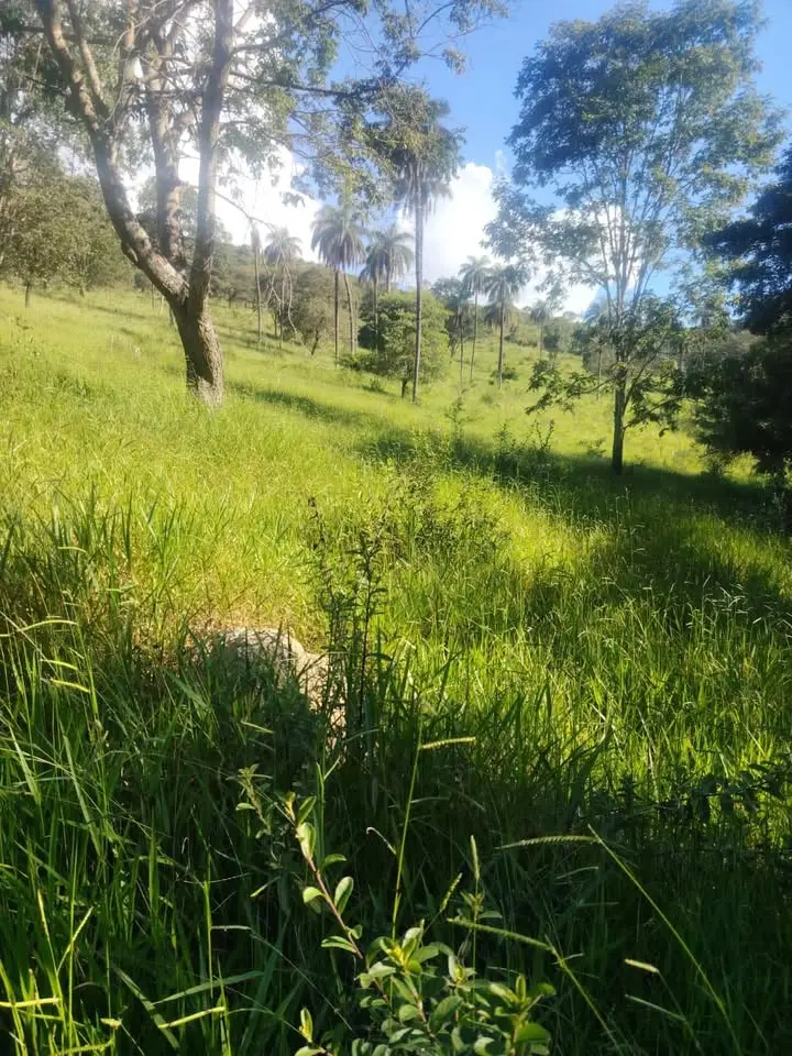 Fazenda de 78 hectares à venda com casa sede