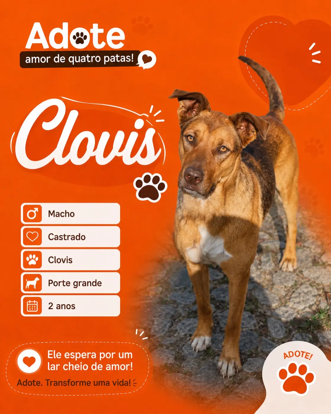 Cães do canil esperam por adoção e uma família