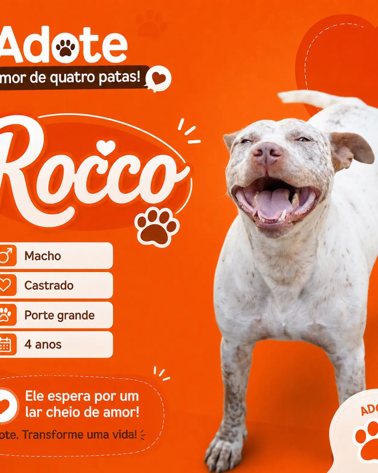 Cães do canil esperam por adoção e uma família