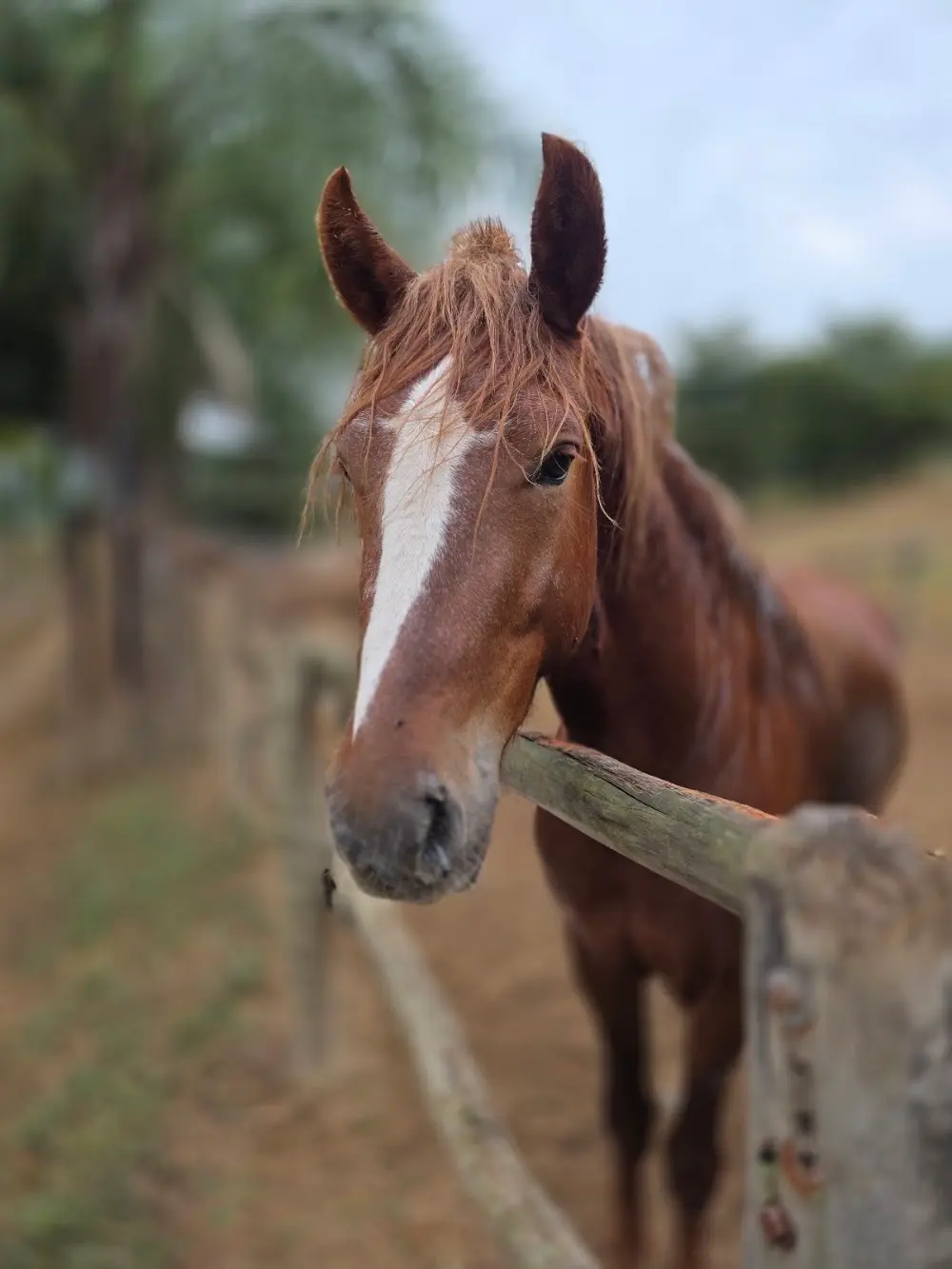 Haras Calambau