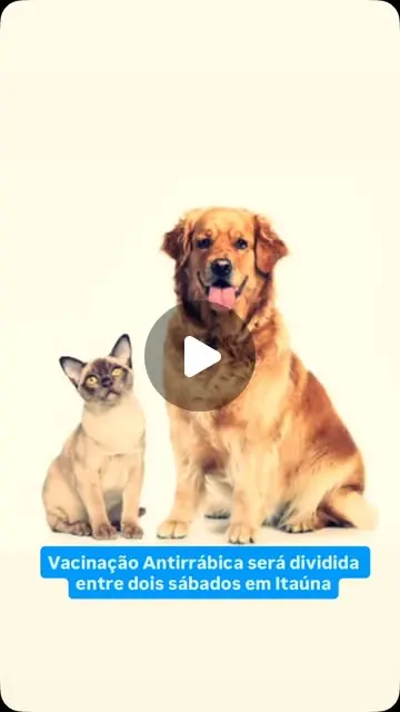 Vacinação antirrábica para cães e gatos tem dois sábados