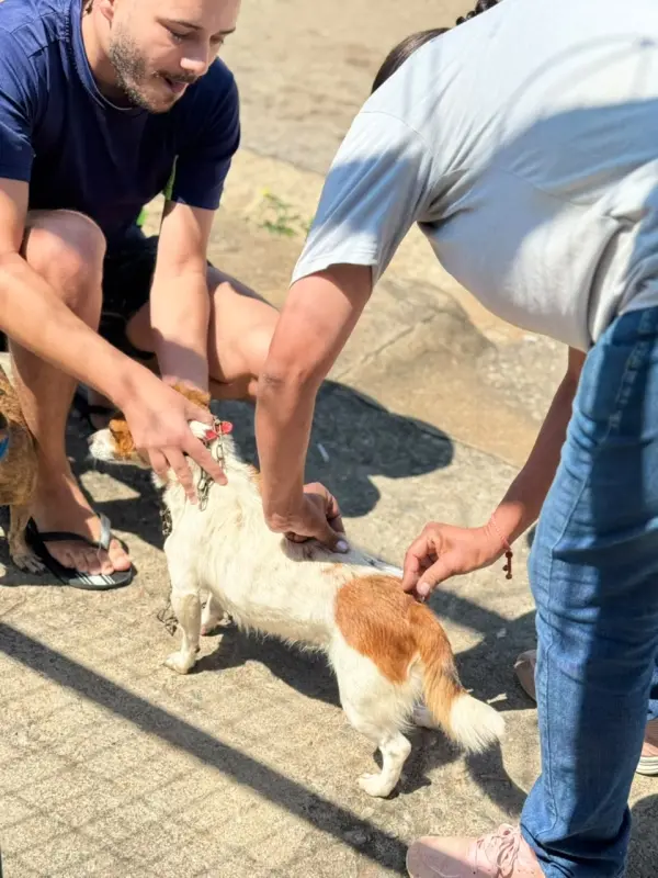 Itaúna vacina mais de 12 mil animais contra a raiva na campanha antirrábica