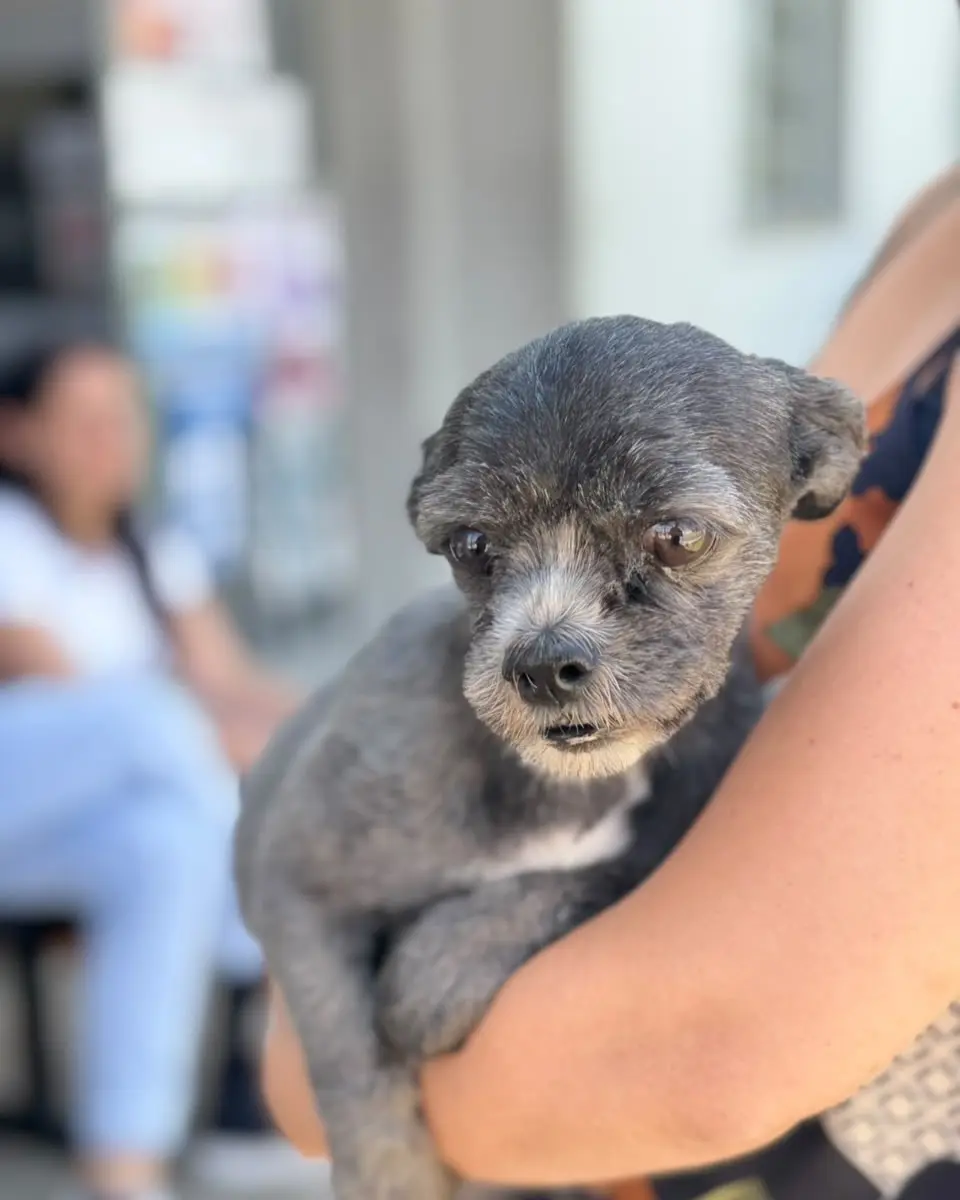 Campanha antirrábica soma quase 13 mil animais vacinados