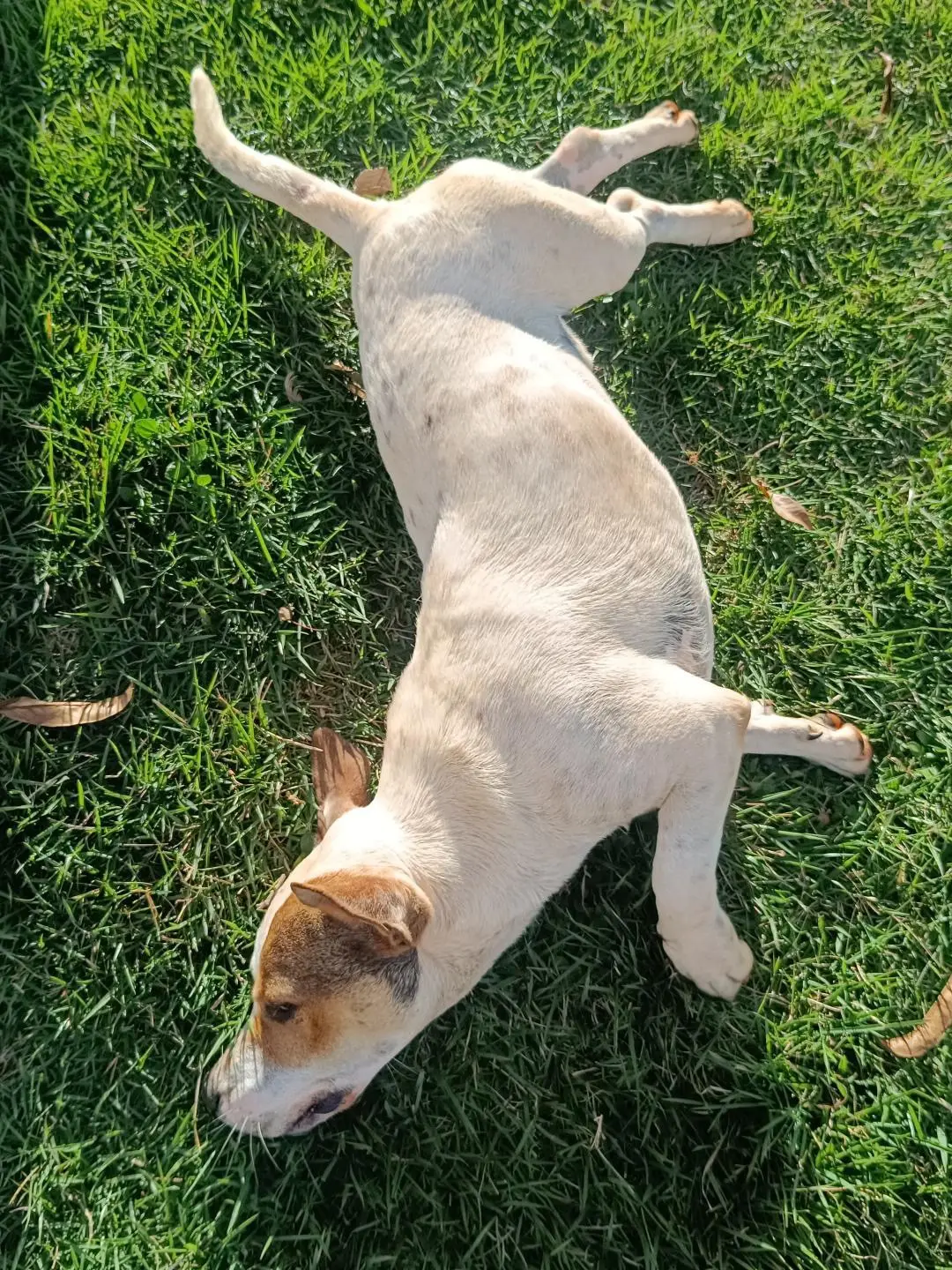 Cachorro dócil e brincalhão para adoção responsável