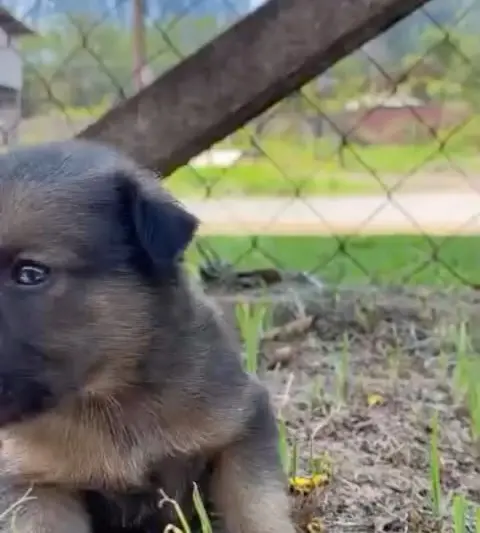 Cães e gatos para adoção responsável em Itaúna