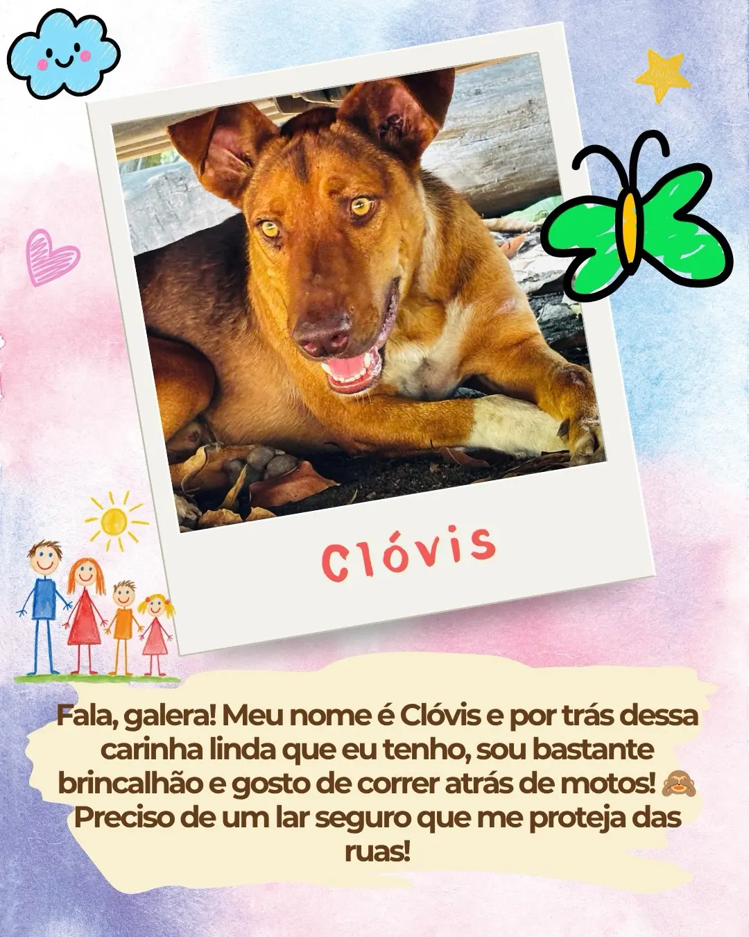 Adoção de cães e gatos no canil da Zoonoses
