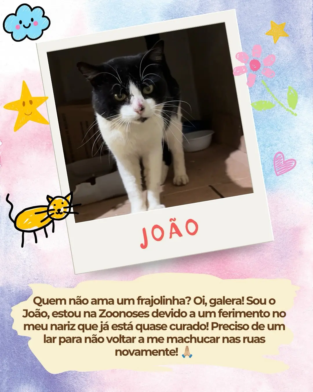 Adoção de cães e gatos no canil da Zoonoses