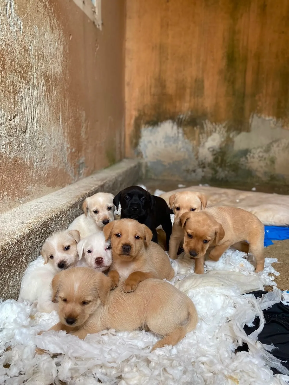 Cachorrinha Jully de 9 meses à adoção em Itaúna