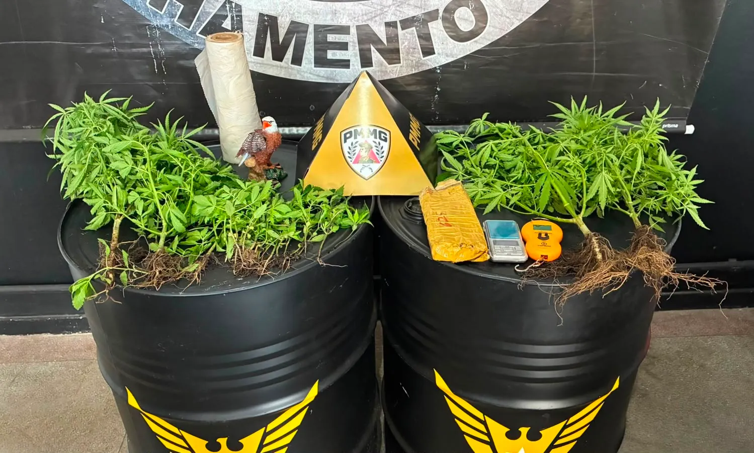 Operação localiza pés de maconha e prende homem em Itaúna