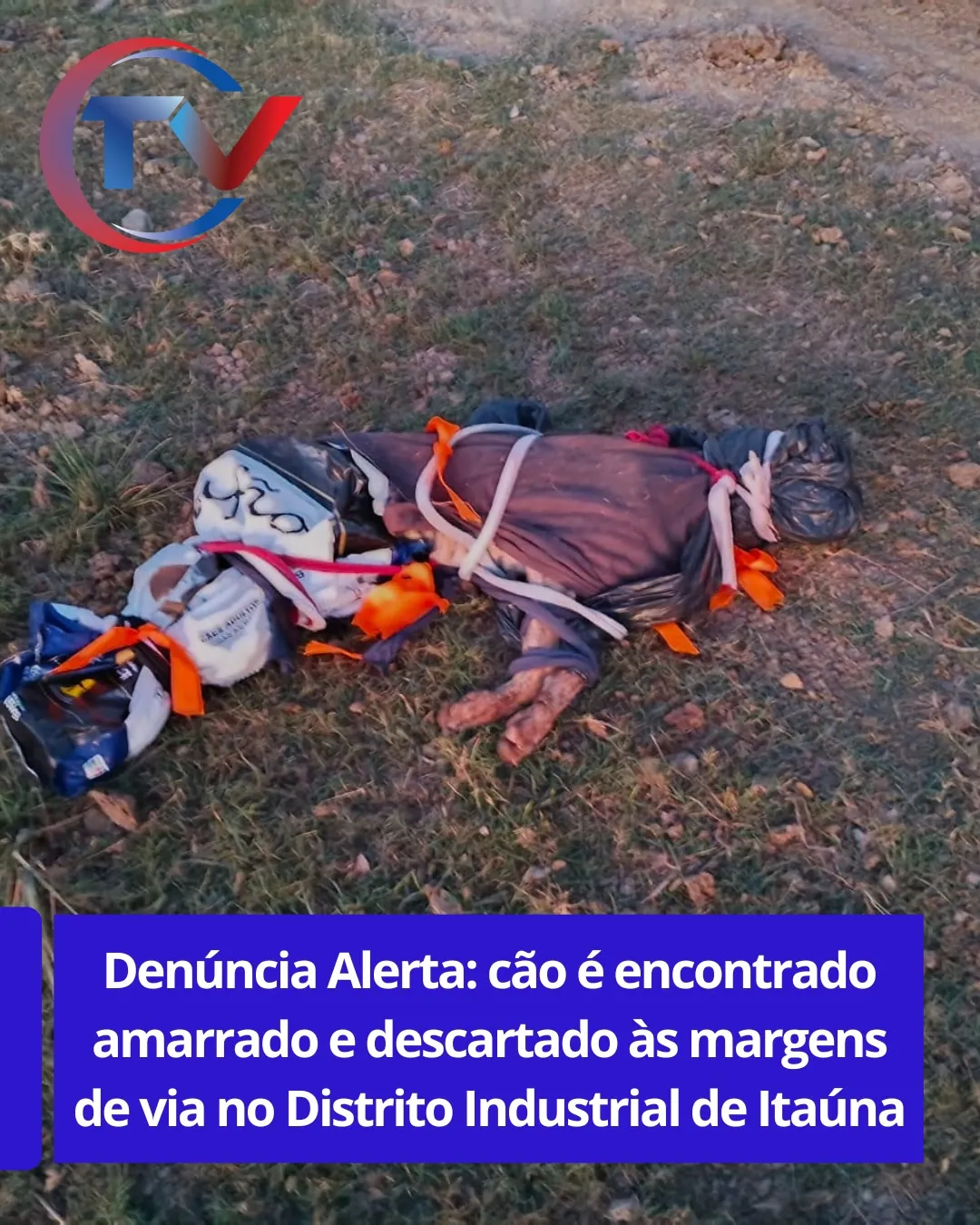 Cão encontrado morto e amarrado no Distrito Industrial