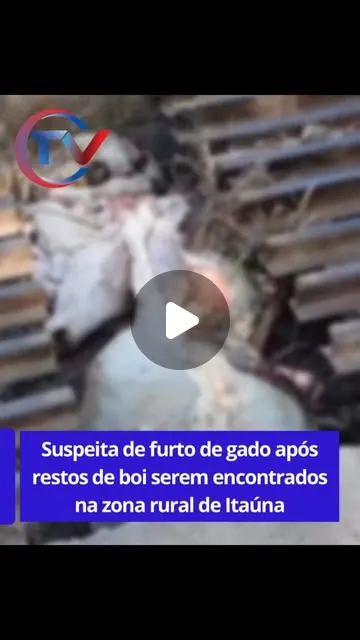 Carcaça de boi é encontrada em área de mata na zona rural