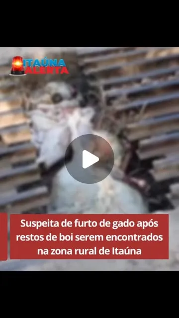 Restos de boi encontrados na zona rural de Itaúna