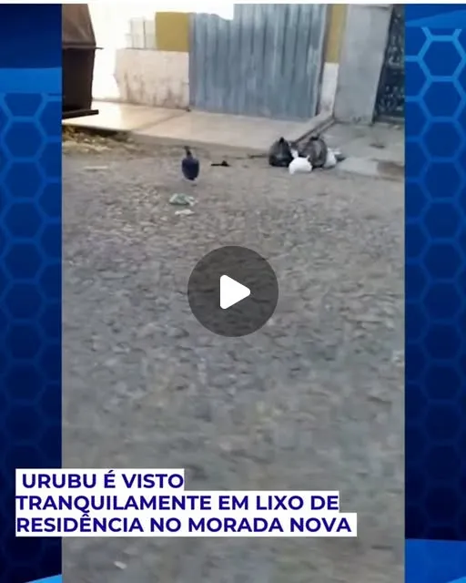 Urubu é visto mexendo em lixo no bairro Morada Nova