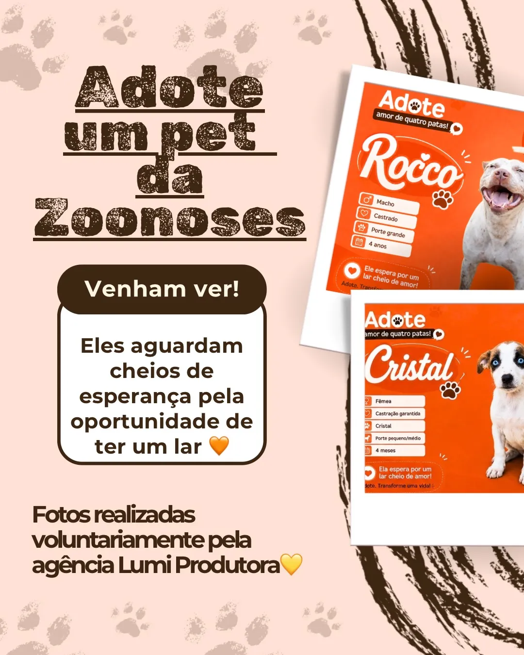 Cães do canil esperam por adoção e uma família