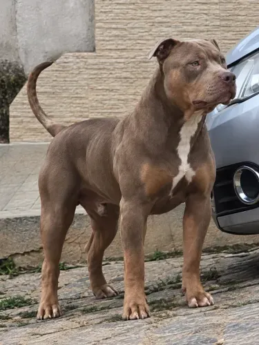 Pit Monster / filhote macho