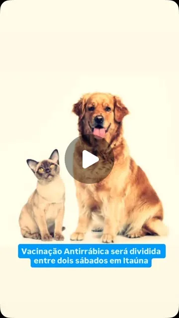 Vacinação antirrábica para cães e gatos tem dois sábados